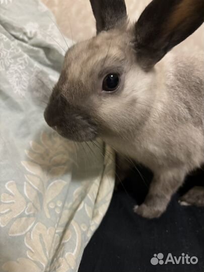 Декоративные кролики