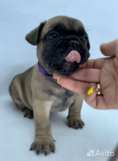 Щенки Французского бульдога