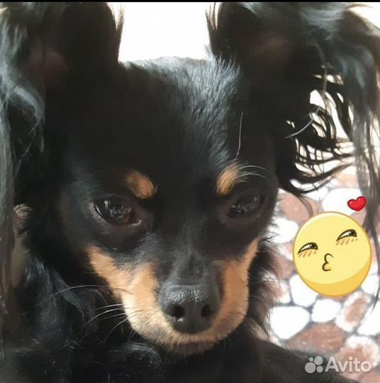 Вязка,кобель той - терьер