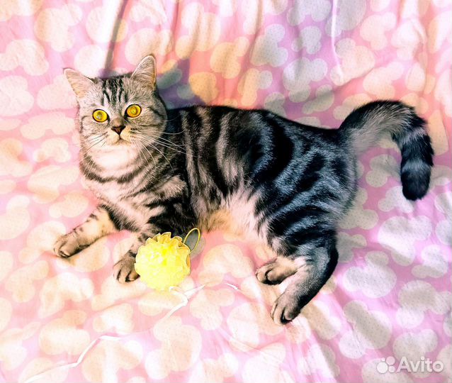Шотландская кошечка