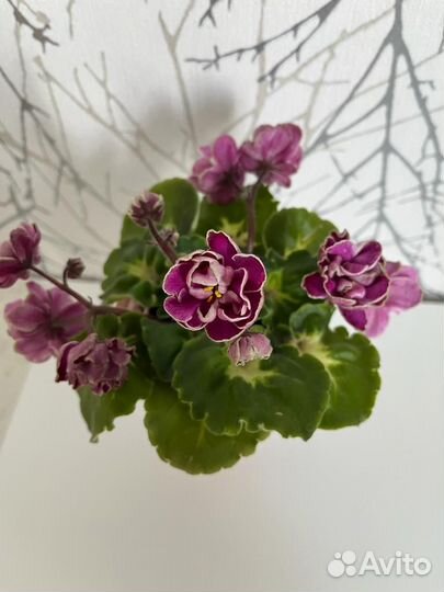 Сортовые фиалки