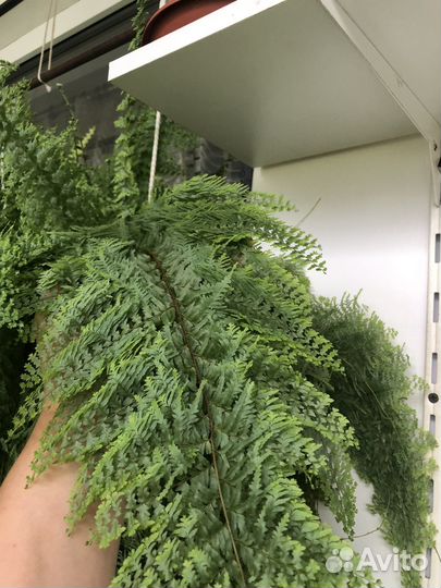 Папоротник