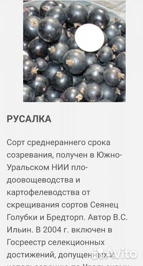 Саженцы смородины