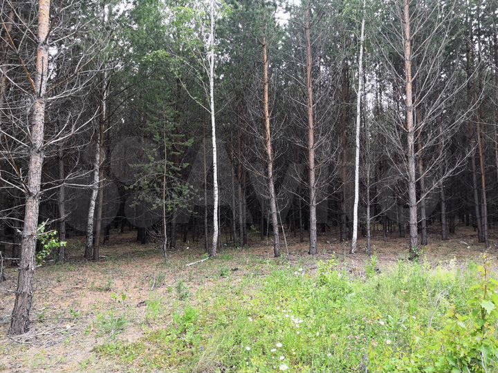 Участок 6,5 га (СНТ, ДНП)