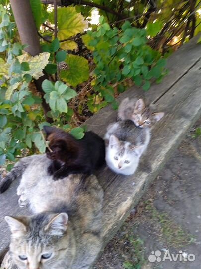 Котята в добрые руки. Вроде все котики)