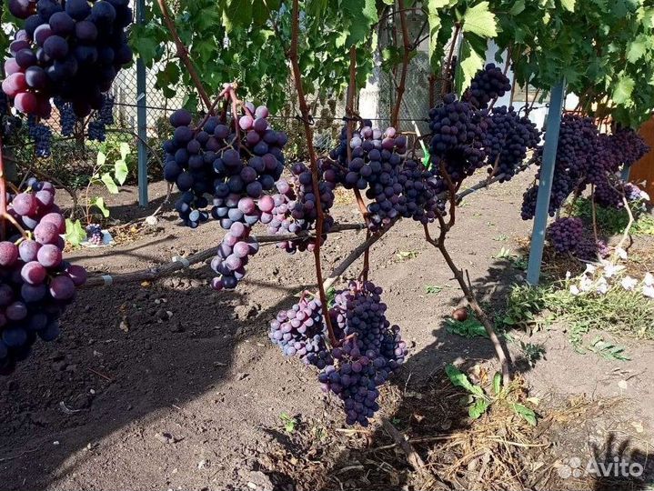 Саженцы винограда