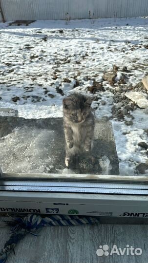 Котенок девочка в добрые руки