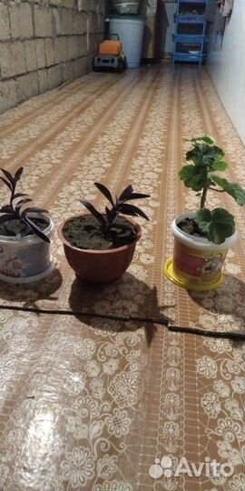 Домашние цветы