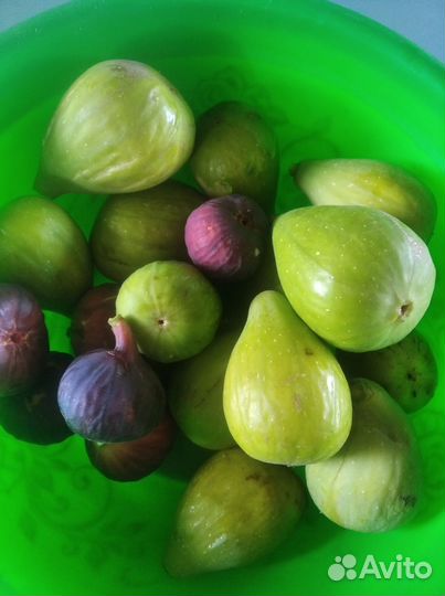 Саженцы винограда