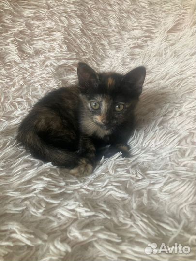 Котенок девочка в дар