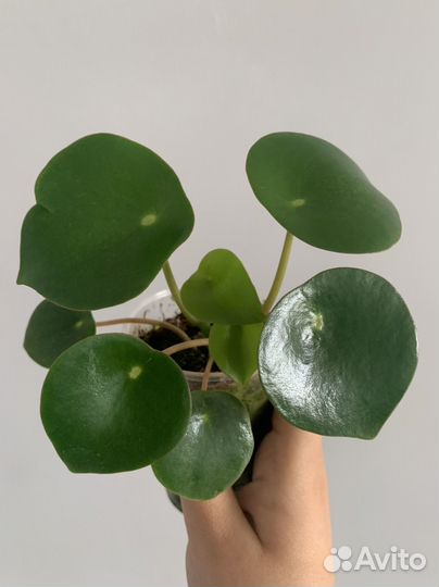 Пеперомия рейндроп