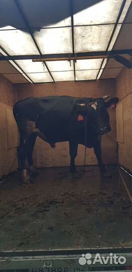 Перевозка скота, домашних животных