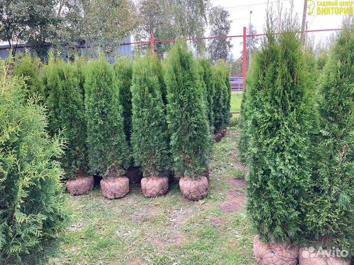 Туя Смарагд 180-200 см для ландшафтного дизайна