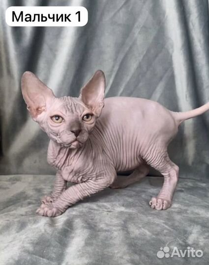 Канадский сфинкс, котёнок