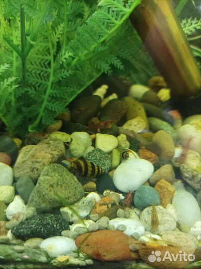 Три Хелены. Улитка