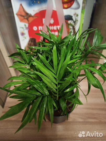 Комнатные цветы. Хамедорея Elegans