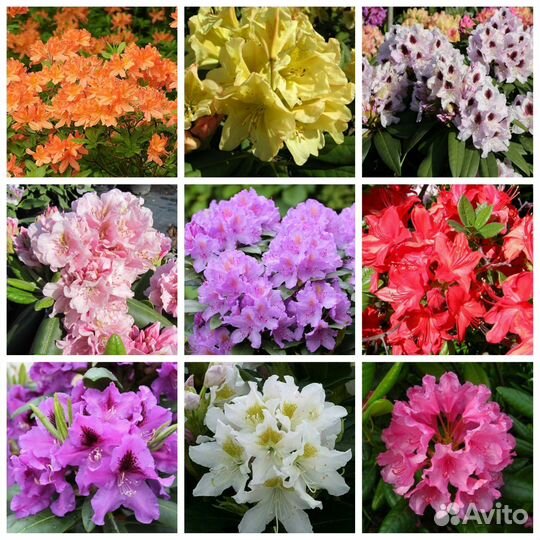 Рододендрон