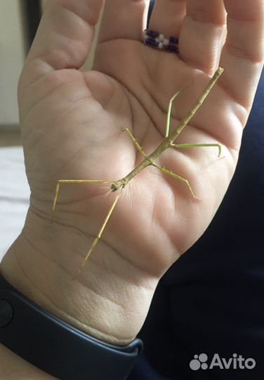 Анамские палочники