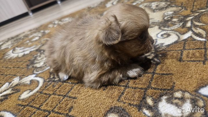 Щенки пекинеса