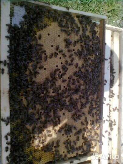 Пчелы. Пчелопакеты. Сушь
