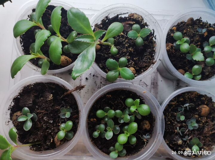 Комнатные растения, каланхое, кактус