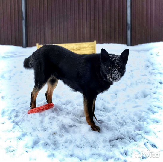 Предлагаем хорошего друга без коварства и лести