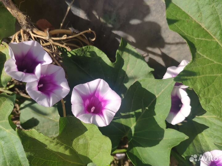 Семена батата (Ипомея Батат)