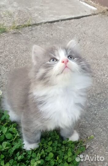 Чудесные котятки в добрые руки бесплатно