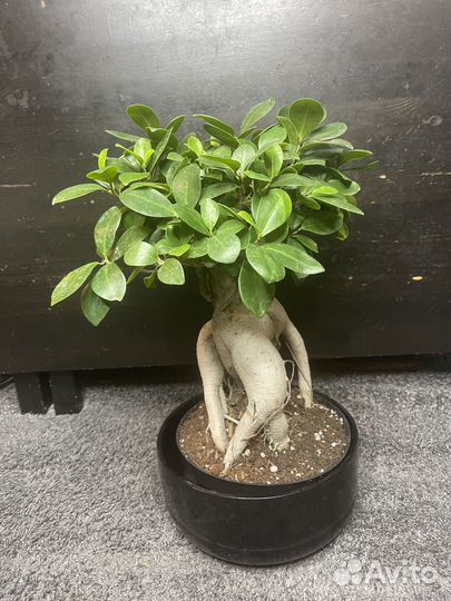 Дерево фикус бонсай комнатное растение