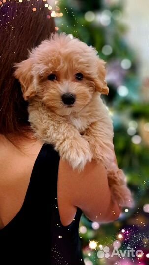 Мальтипу f1 mini