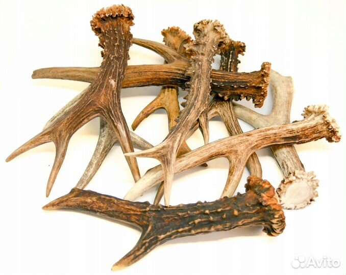 Грызак для собак