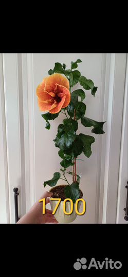 Гибискус Voodoo Magic