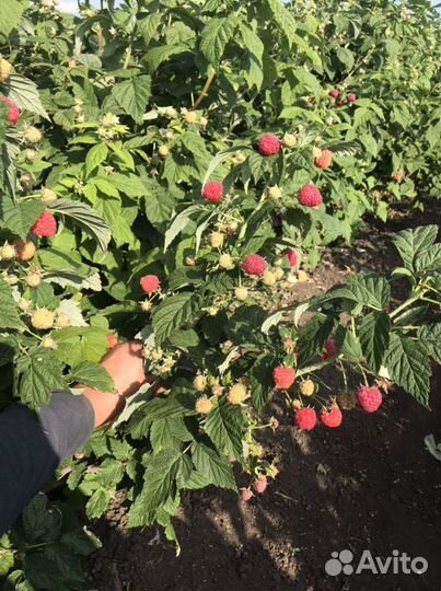 Саженцы ремонтантной малины пингвин