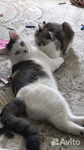 Сешка ищет свою семью