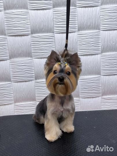 Стрижка собак