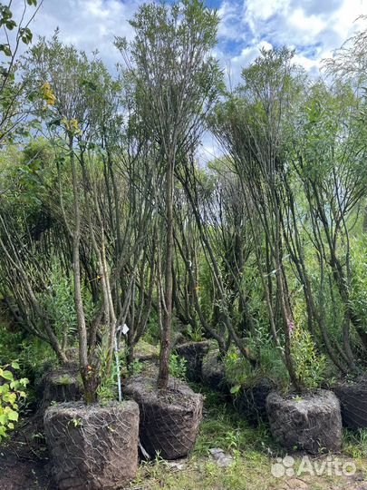 Ива ломкая 'Bullata'