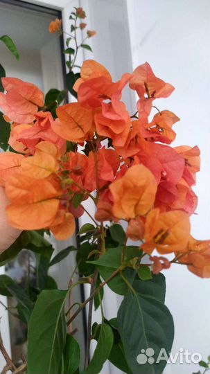 Бугенвиллия разные сорта