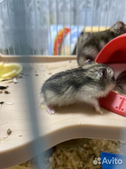 Продаю хомяков