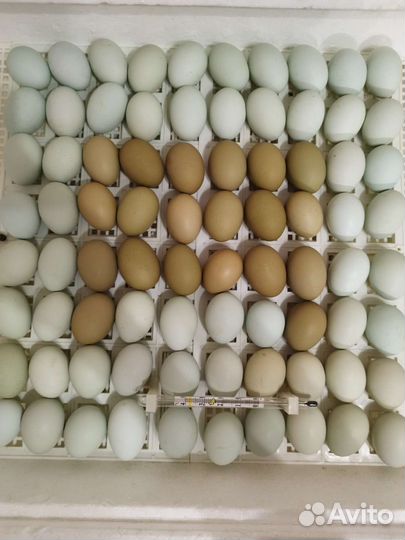 Цыплята петушки породистые