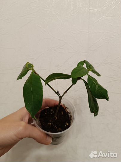 Гардения жасминовидная