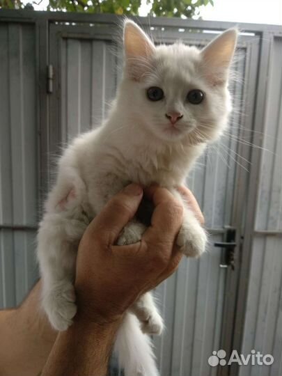 Кошечка в добрые руки