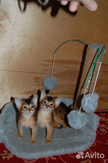 Аби Девочки