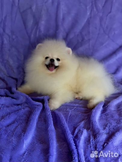 Мальчики померанского шпица РКФ