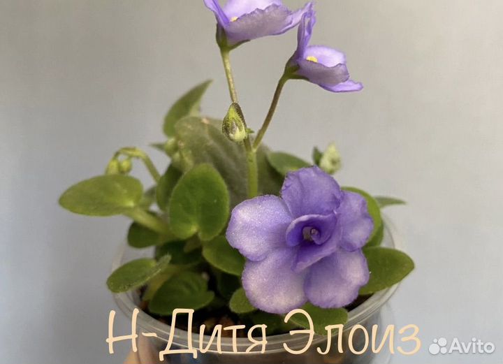 Н-Дитя Элоиз (детка фиалки)