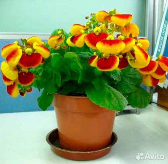 Комнатное растение. Кальцеолярия