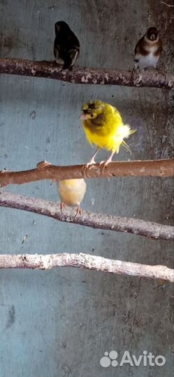 Канарейки