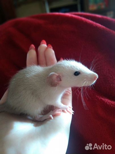 Крысы. Заводчик