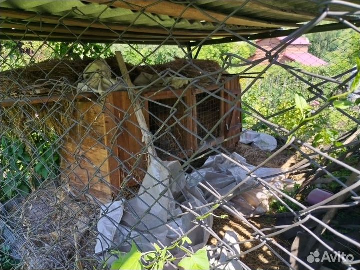 Продам крольчатник