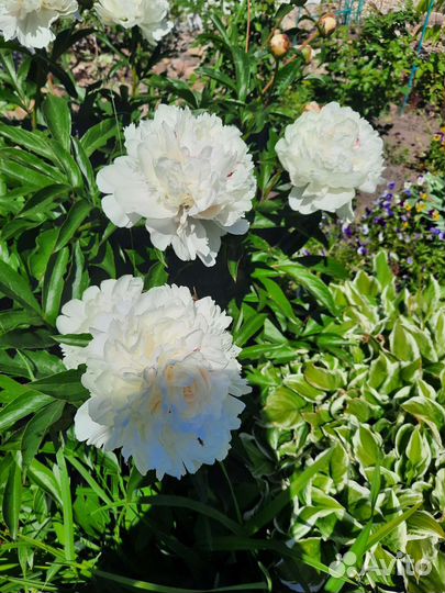 Пионы корневища