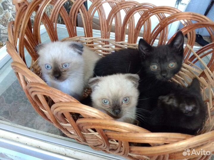 Кошка в дар бесплатно